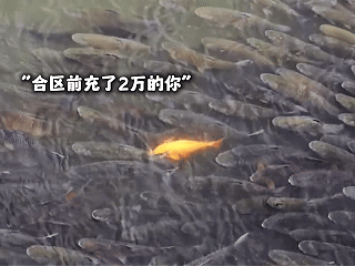 【红运搬砖记】咸鱼搬砖半年试试新区(图1)