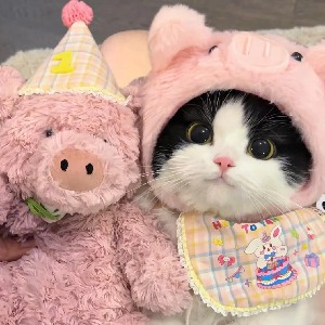 第一章 版本本源：光与年 5PK・正版起源与核心定位（886 字）(图6)